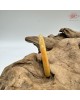 【肌容雪】天然緬甸A貨黃翡翡翠圓條手鐲 編號33(鐲圍57.2mm #18號) 【肌容雪】天然緬甸A貨黃翡翡翠圓條手鐲 編號33(鐲圍57.2mm #18號)