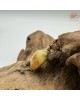 【肌容雪】天然緬甸A貨黃翡福瓜吊墜 編號73 【肌容雪】天然緬甸A貨黃翡福瓜吊墜 編號73