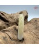 【肌容雪】天然緬甸A貨紫底黃翡翠平安鐲 編號99(鐲圍55.7mm#17.5號) 【肌容雪】天然緬甸A貨紫底黃翡翠平安鐲 編號99(鐲圍55.7mm#17.5號)