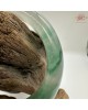 【肌容雪】天然非洲翠-碧嵐晨霧鐲 編號F02(鐲圍55.1mm#17.5號) 【肌容雪】天然非洲翠-碧嵐晨霧鐲 編號F02(鐲圍55.1mm#17.5號)