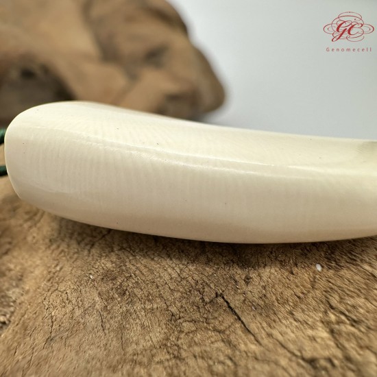 【肌容雪】天然美石猛瑪牙項鍊繩 編號B107