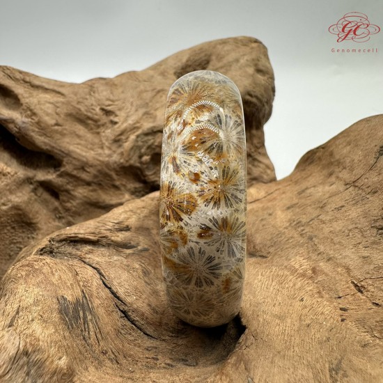 【肌容雪】天然美石珊瑚手鐲 編號B199(鐲圍54.8mm#17號)