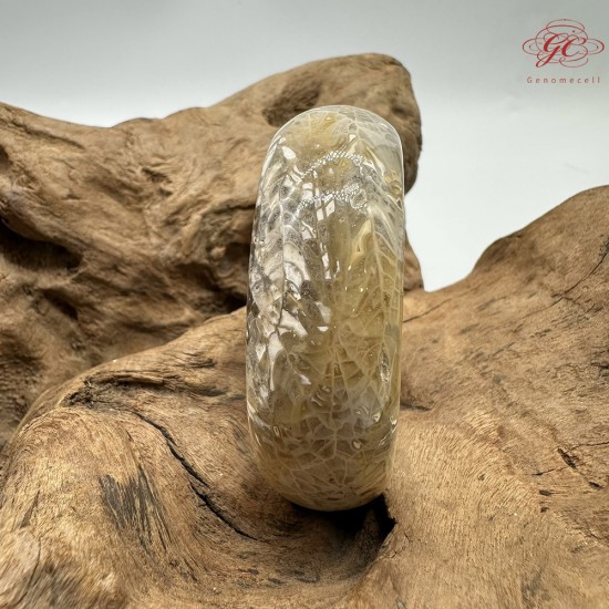 【肌容雪】天然美石珊瑚手鐲 編號B200(鐲圍55.8mm#17.5號)