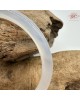 【肌容雪】天然美石白月光瑪瑙圓條手鐲 編號B219(鐲圍57.3mm#18號) 【肌容雪】天然美石白月光瑪瑙圓條手鐲 編號B219(鐲圍57.3mm#18號)