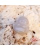 【肌容雪】緬甸天然A貨翡翠白翡佛像吊墜 編號961 【肌容雪】緬甸天然A貨翡翠白翡佛像吊墜 編號961