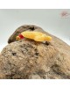 【肌容雪】天然翡翠A貨蓮花造型項鍊繩附錦盒 編號997 【肌容雪】天然翡翠A貨蓮花造型項鍊繩附錦盒 編號997