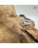 【肌容雪】銀緞交心鋯鑽戒指 編號D10 【肌容雪】銀緞交心鋯鑽戒指 編號D10