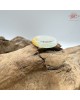 【肌容雪】天然緬甸A貨淡綠黃翡翠戒圈 編號388(戒圍18.0mm#13號)
