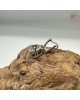 【肌容雪】天然緬甸A貨綠翡翠吊墜 編號464