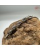 【肌容雪】天然緬甸A貨翡翠螢光綠葫蘆造型手鍊 編號472