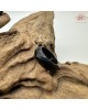【肌容雪】天然緬甸A貨墨翡翠戒圈 編號619(戒圍17.1mm#10號)