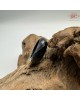 【肌容雪】天然緬甸A貨墨翡翠戒圈 編號621(戒圍17.3mm#10號)