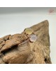 【肌容雪】天然緬甸A貨冰翡翠雙蛋面可調節戒指 編號690(戒圍17.5mm#12號)