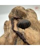 【肌容雪】天然沉香貝殼造型吊墜 編號T07