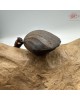 【肌容雪】天然沉香貝殼造型吊墜 編號T07