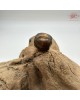 【肌容雪】天然沉香沉影古筒散珠/單顆販售1999元 編號T32