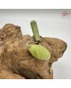  【肌容雪】天然翡翠滾珠美容按摩棒 編號1013