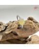 【肌容雪】天然緬甸A貨翡翠蜜蠟黃可調解戒指 編號1015(戒圍18.8mm#15號)