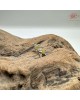  【肌容雪】天然緬甸A貨翡翠蜜蠟黃耳針 編號1016