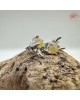 【肌容雪】天然緬甸A貨翡翠蜜蠟黃甜心蜜語三件套組 編號1018(戒寬18.8mm#15號)
